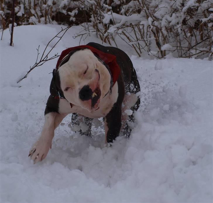 Amerikansk staffordshire terrier Milo billede 20