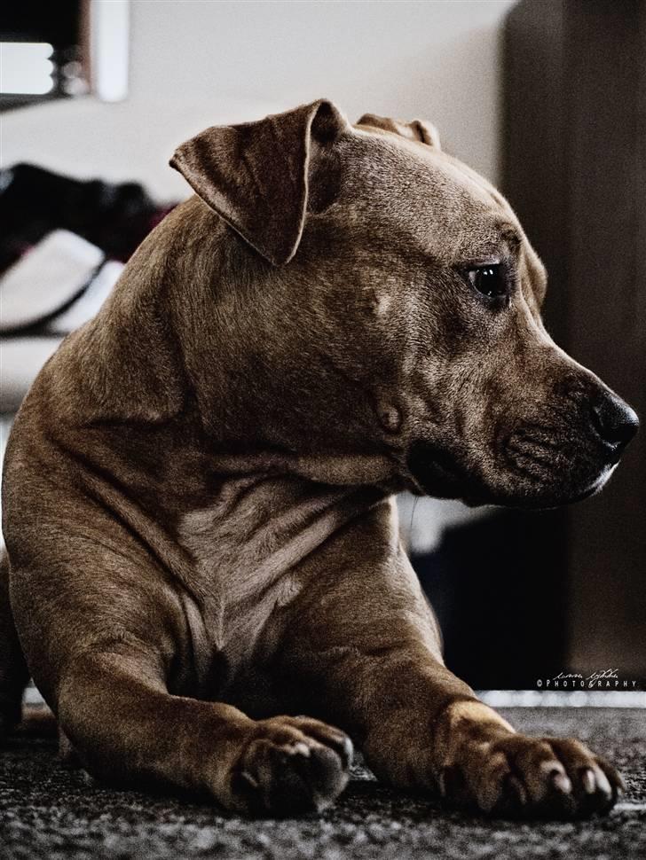 Amerikansk staffordshire terrier bella billede 18