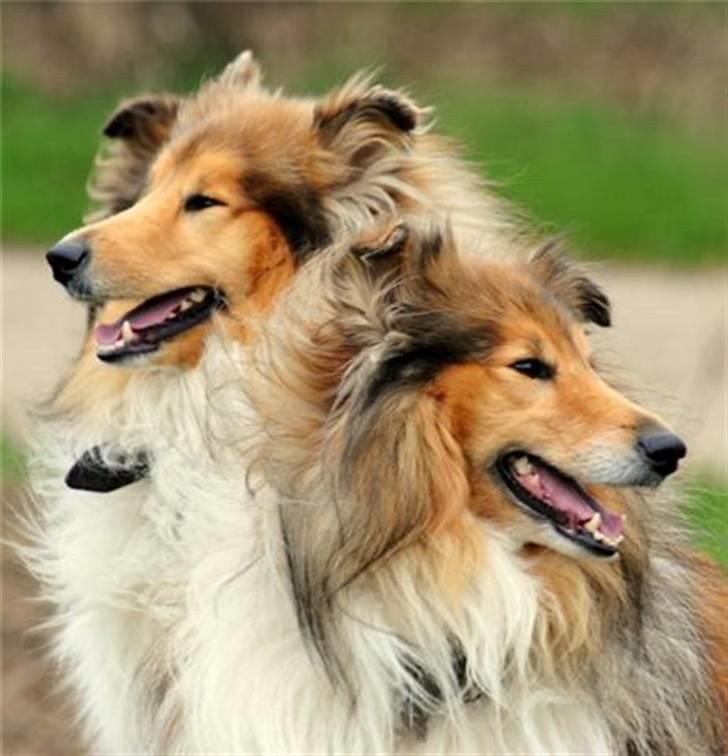 Collie langhåret Beyond Imagination - Mio billede 15