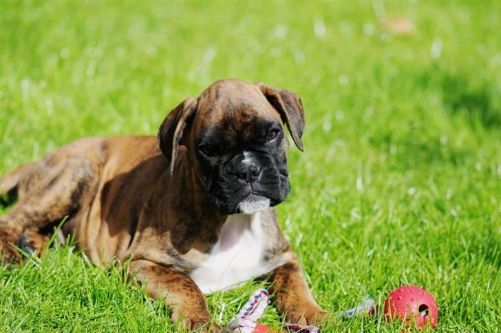 Boxer Balou  billede 1