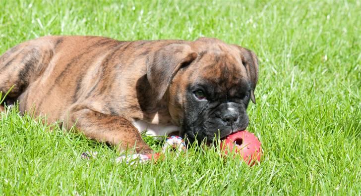 Boxer Balou  billede 2