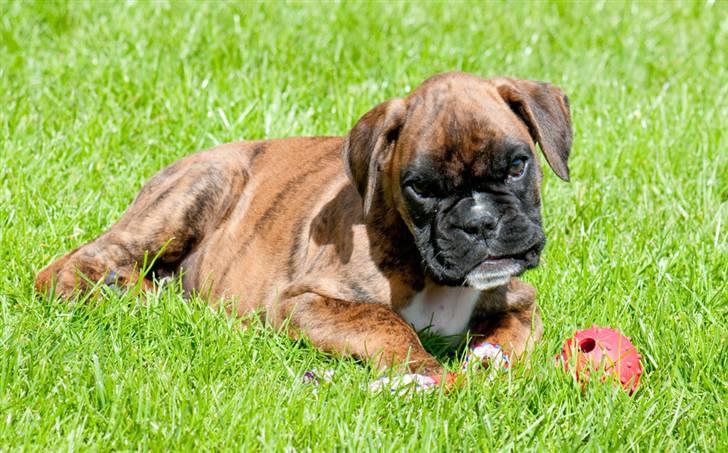 Boxer Balou  billede 3