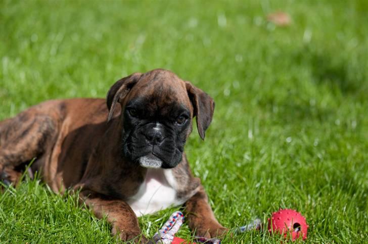 Boxer Balou  billede 4