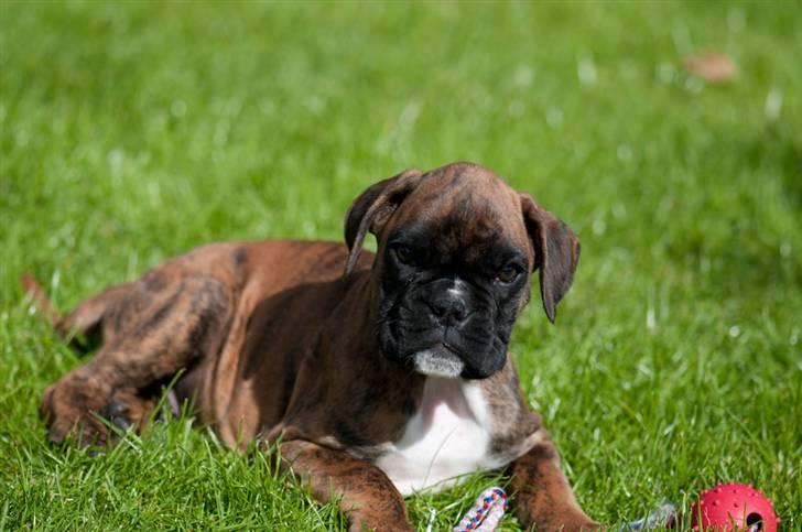 Boxer Balou  billede 5