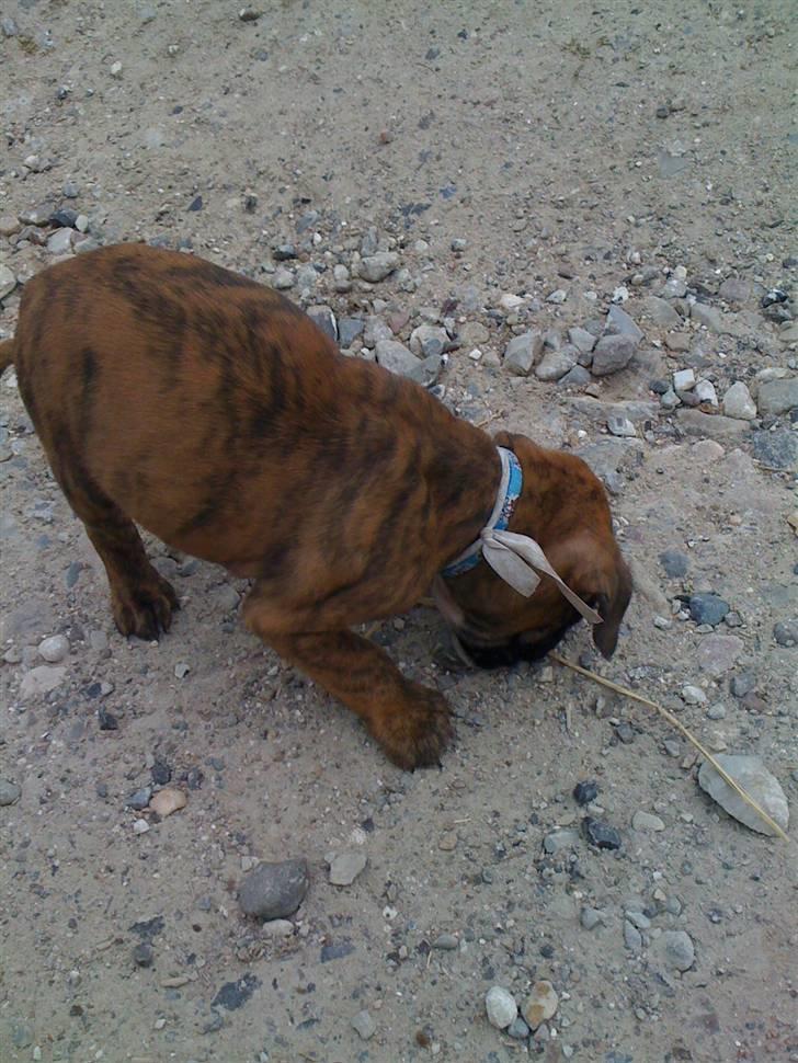 Boxer Balou  - da jeg var ude og kigge på ham første gang billede 6