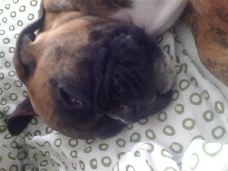 Boxer Balou  - jeg sover billede 7
