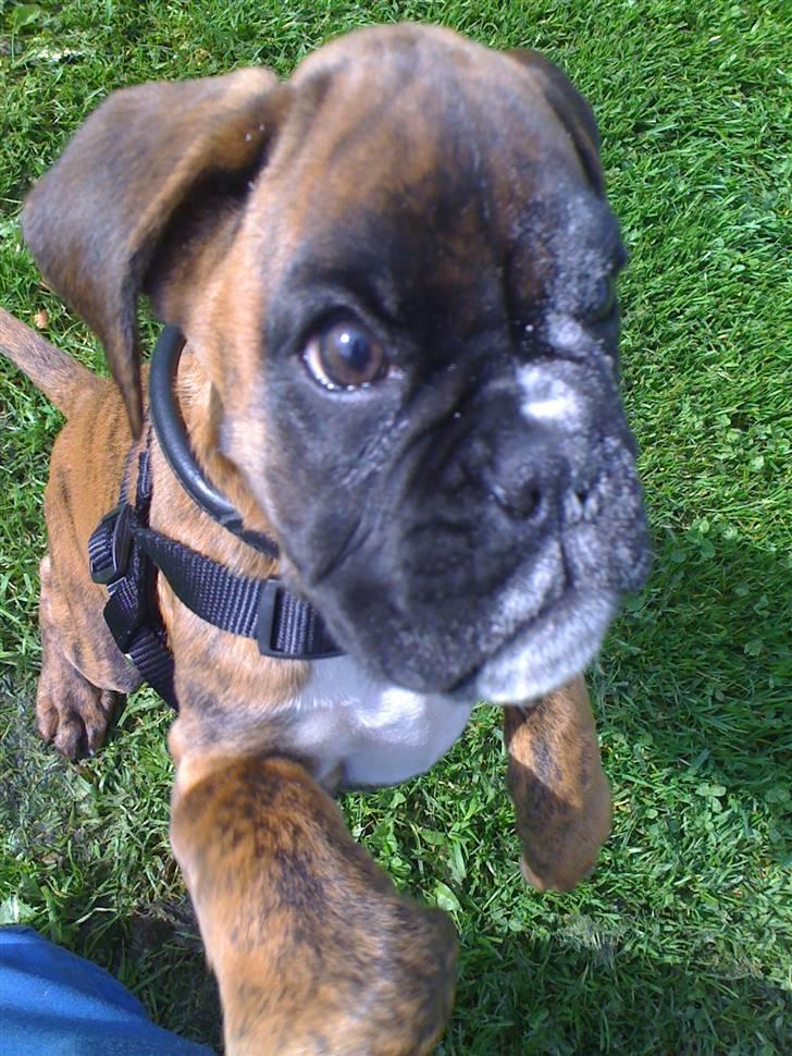Boxer Balou  billede 8