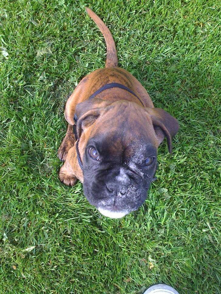 Boxer Balou  - farrr jeg rullede mig i sandkassen billede 9