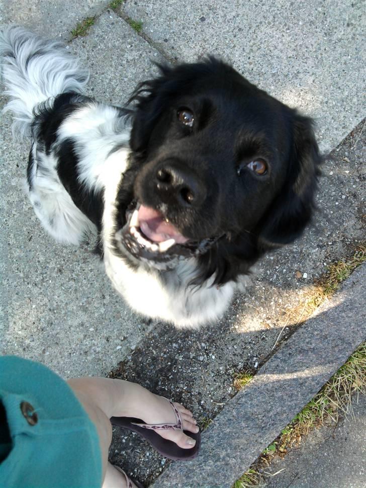 Stabijhoun Sigga billede 1