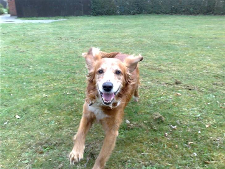 Blanding af racer Laban - Laban, ude og løbe billede 1