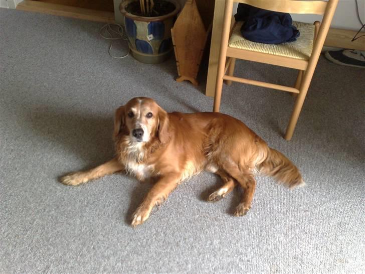 Blanding af racer Laban - Laban, hygger sig i stuen billede 2