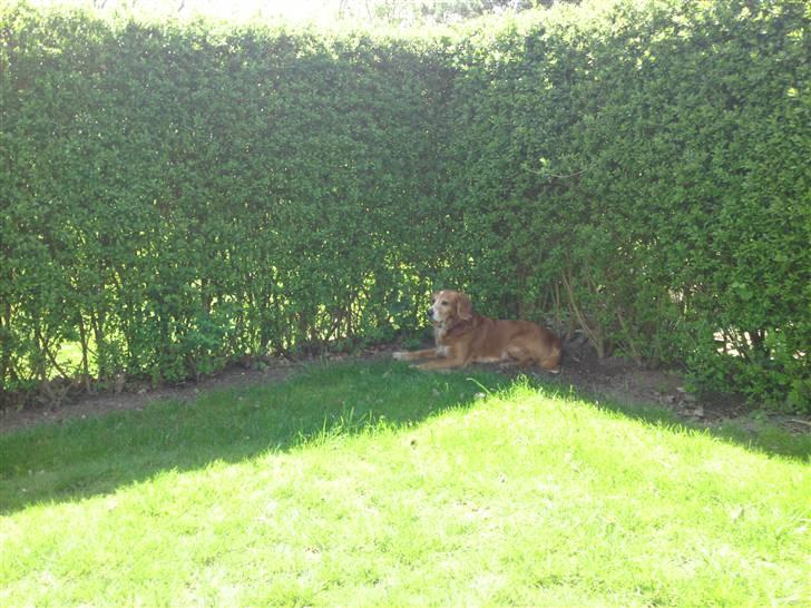 Blanding af racer Laban - Laban, nyder det gode vejr i haven billede 3