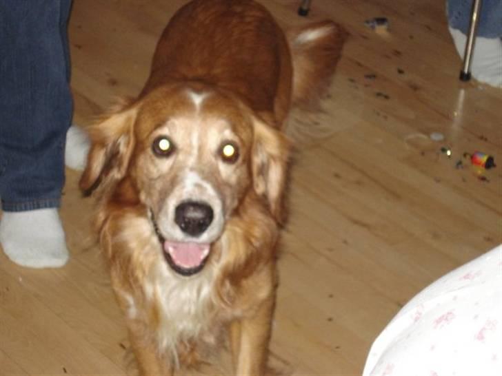 Blanding af racer Laban - Laban, 26 oktober 2007 billede 4