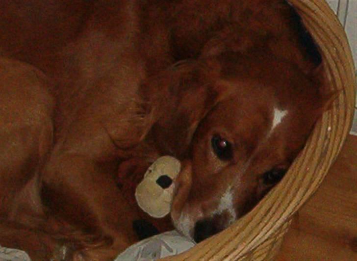 Blanding af racer Laban - Laban, i sin hundekurv med sin krammebamse billede 5