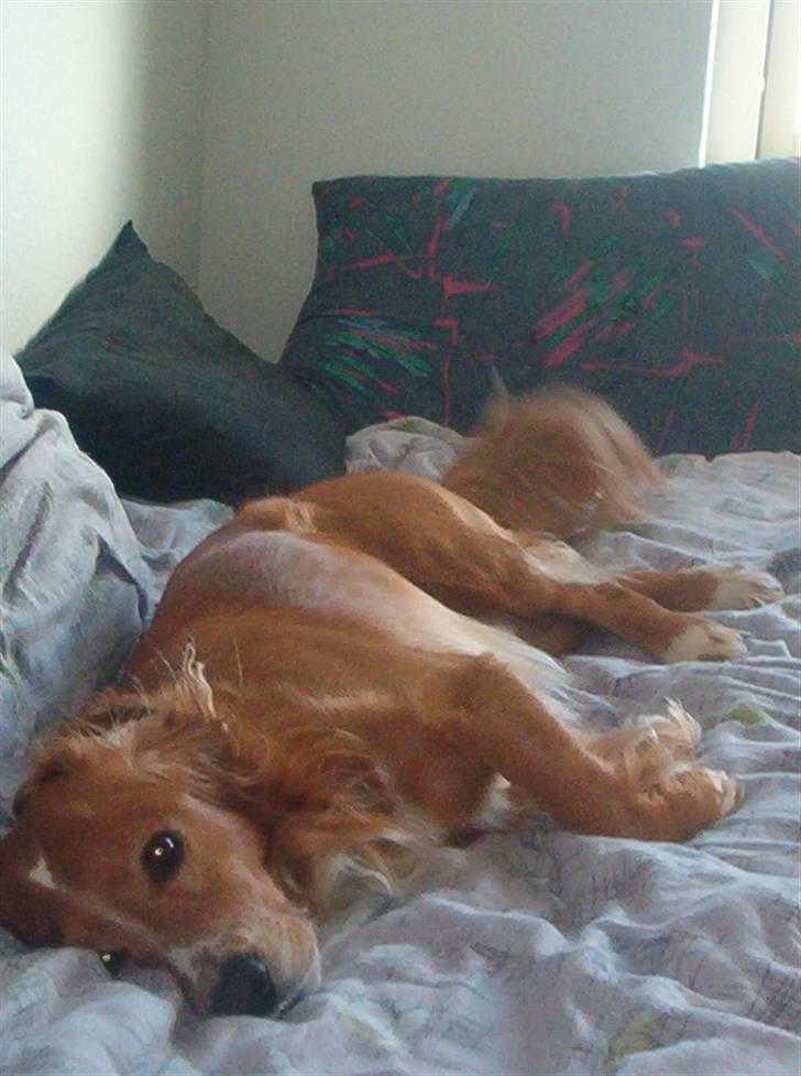 Blanding af racer Laban - Laban, syntes at sengen er mere behagelig end hundekurven billede 6