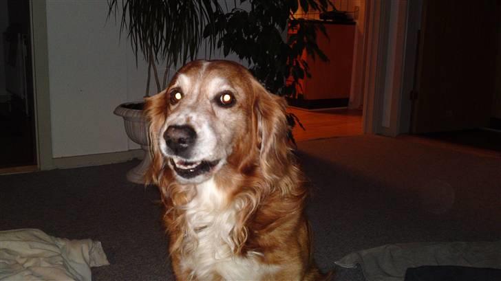 Blanding af racer Laban - Laban billede 7