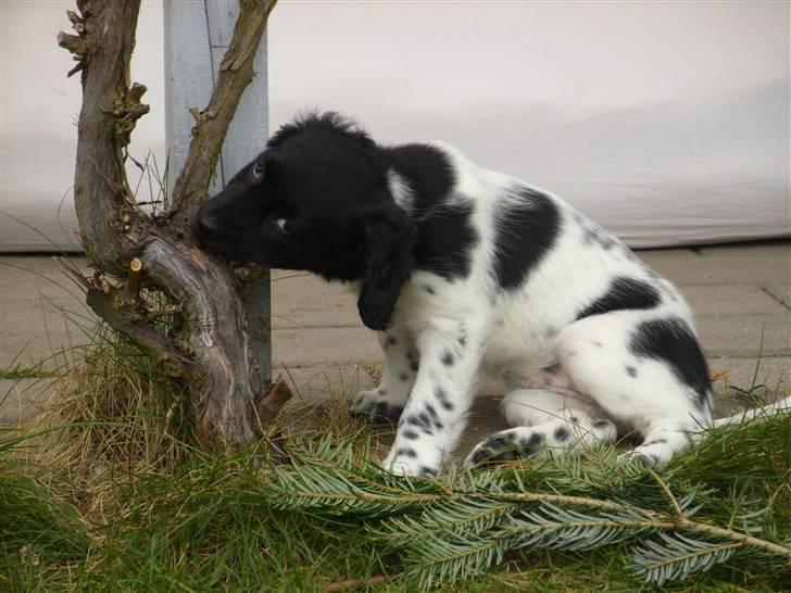 Stabijhoun Sigga - sigga som hvalp  billede 2