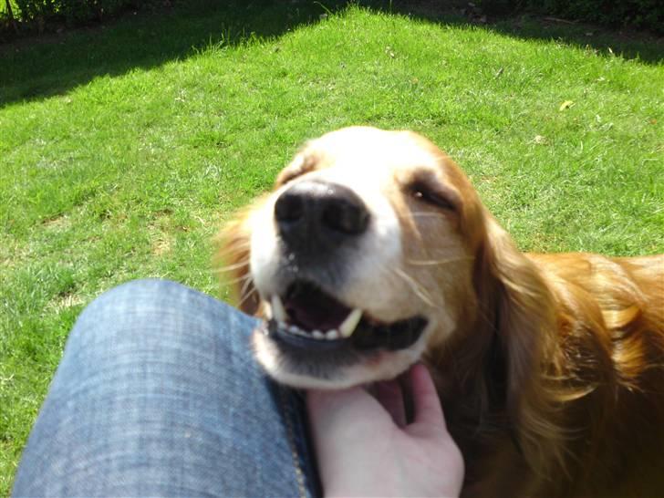 Blanding af racer Laban - Laban, nyder opmærksomheden billede 8