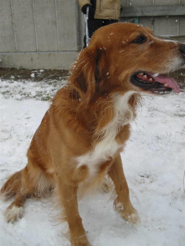 Blanding af racer Laban - Laban, i sneen billede 9