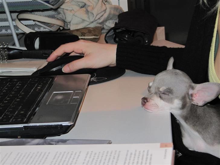 Chihuahua Luna - "Åhh hvor er det kedeligt, tager lige en lur" billede 3