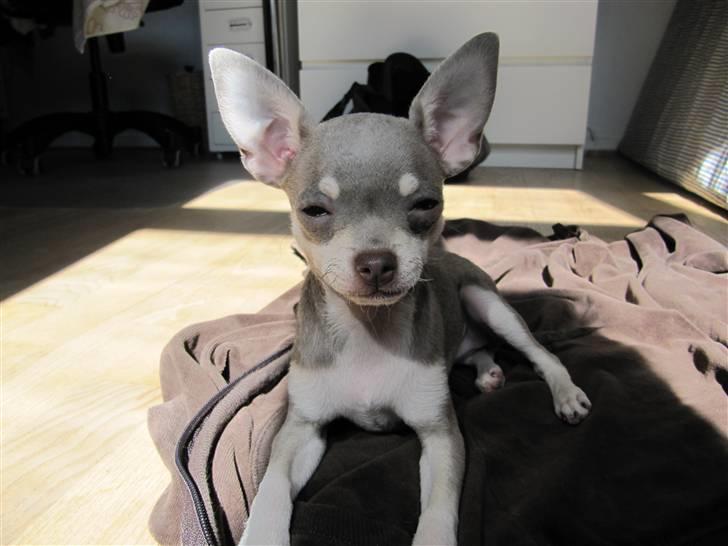 Chihuahua Luna billede 4