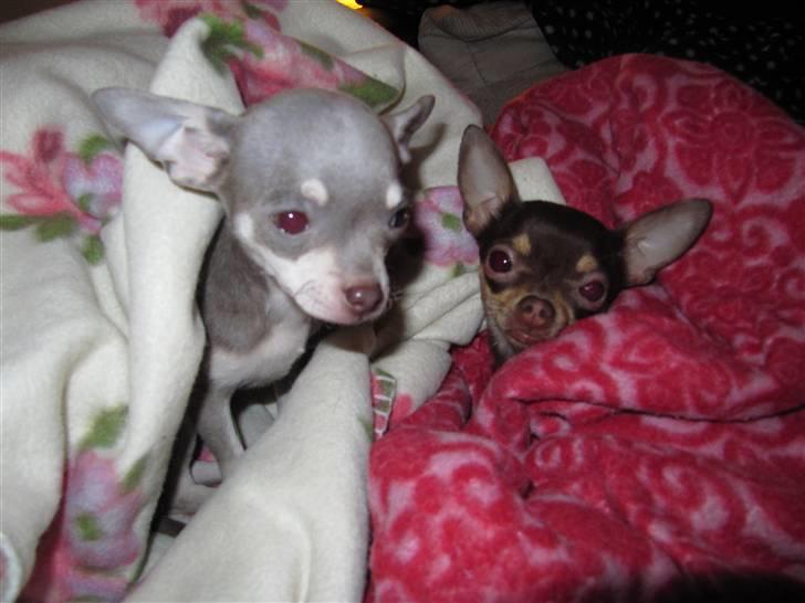 Chihuahua Luna billede 5