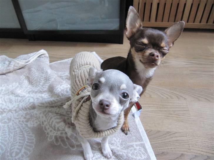 Chihuahua Luna - "Må jeg godt få trøjen af nu?" billede 6