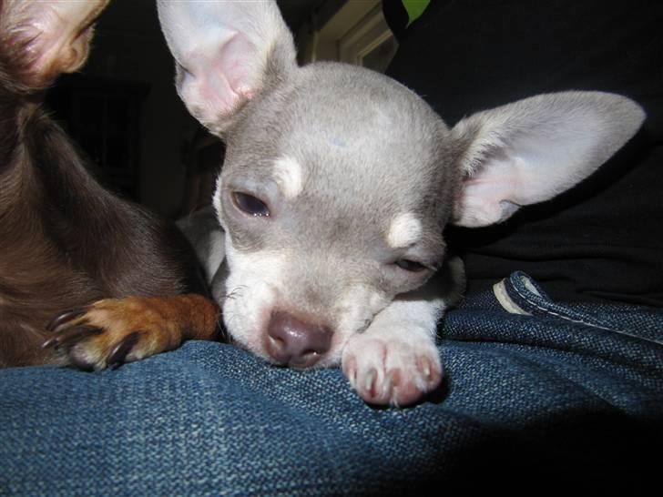 Chihuahua Luna - "Gaab jeg er træt" billede 7