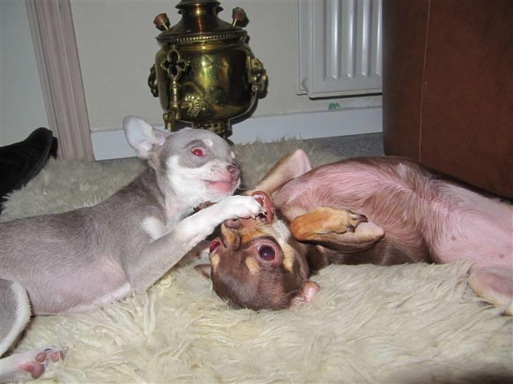 Chihuahua Luna - "Nu har jeg dig endelig Bailey" billede 8