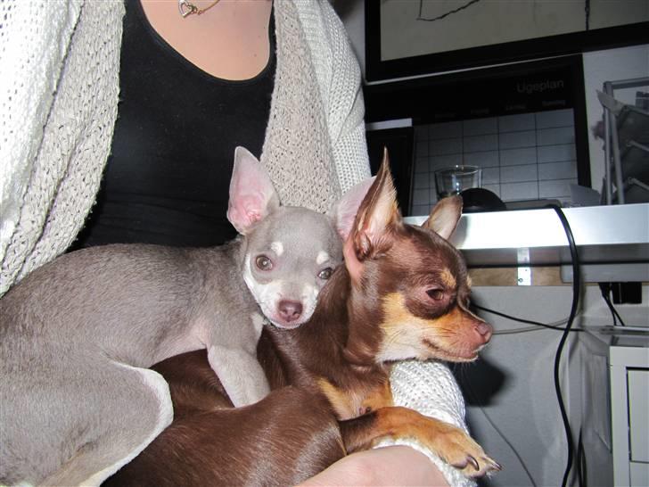 Chihuahua Luna - "Min søster er den bedste i verden" billede 9