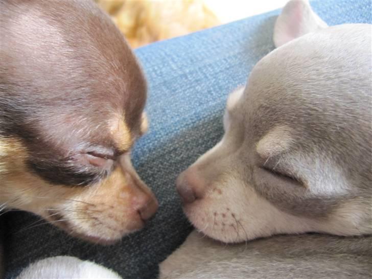 Chihuahua Luna - Sisters forever <3 billede 10