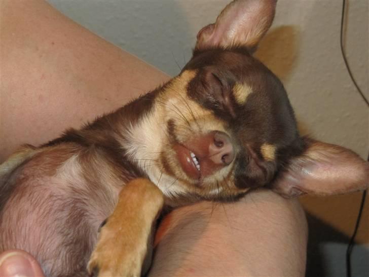 Chihuahua Bailey billede 18