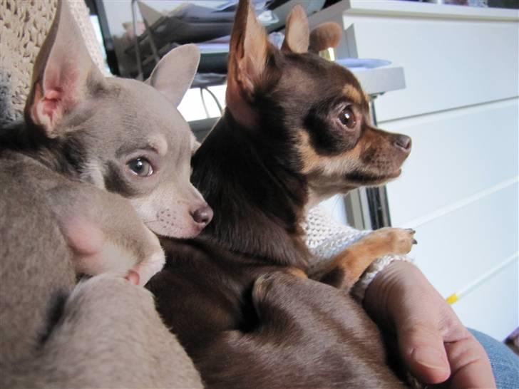 Chihuahua Bailey billede 19