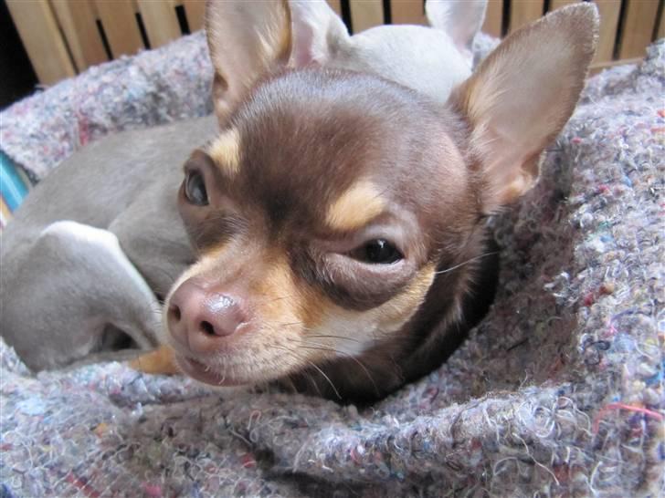 Chihuahua Bailey billede 20