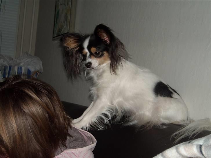 Papillon Betty billede 1