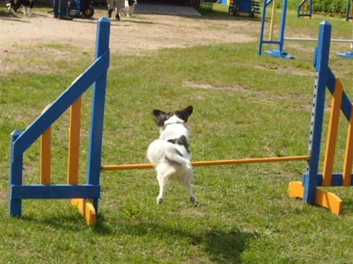 Papillon Betty - wii lidt mærkeligt springXD billede 2