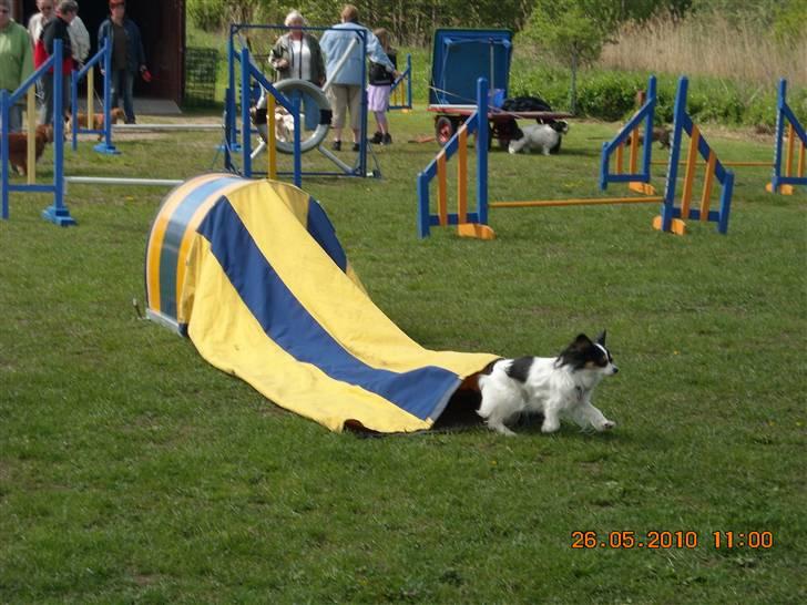 Papillon Betty - betty igennem posen til agillity<33 billede 3