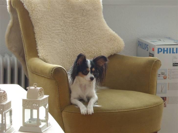 Papillon Betty billede 4