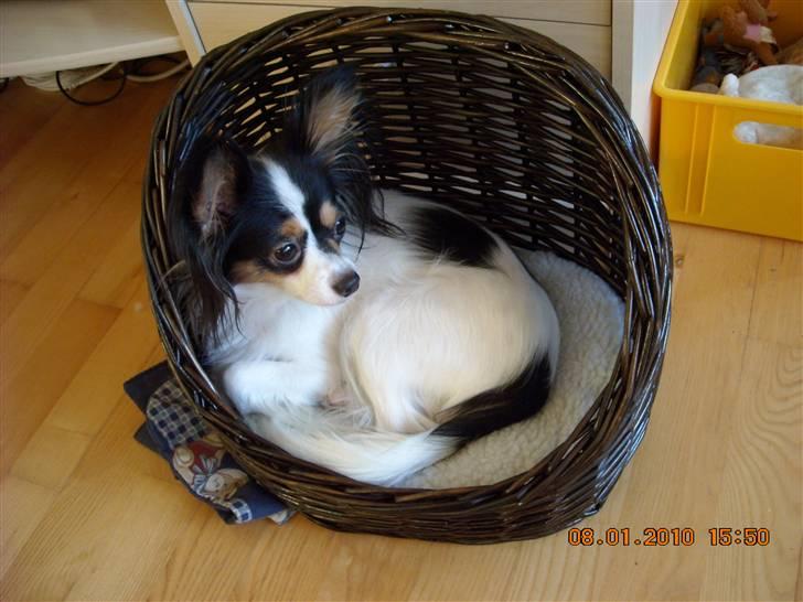 Papillon Betty billede 5