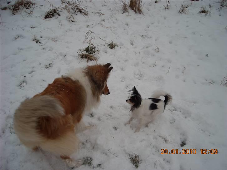 Papillon Betty billede 6