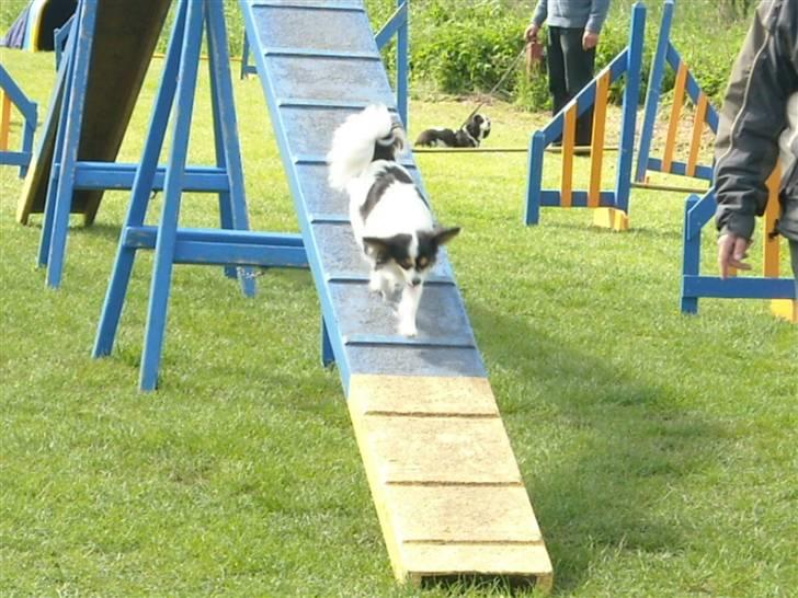 Papillon Betty - agillity billede 7