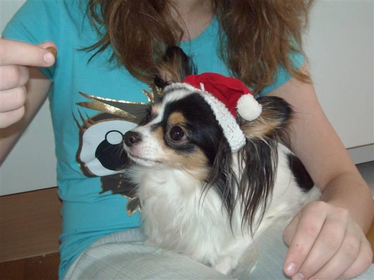 Papillon Betty - ved juletid:p billede 8