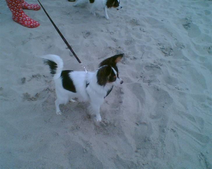 Papillon Betty billede 9