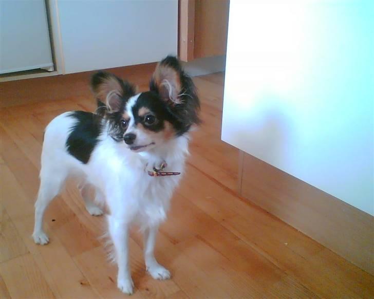 Papillon Betty billede 10