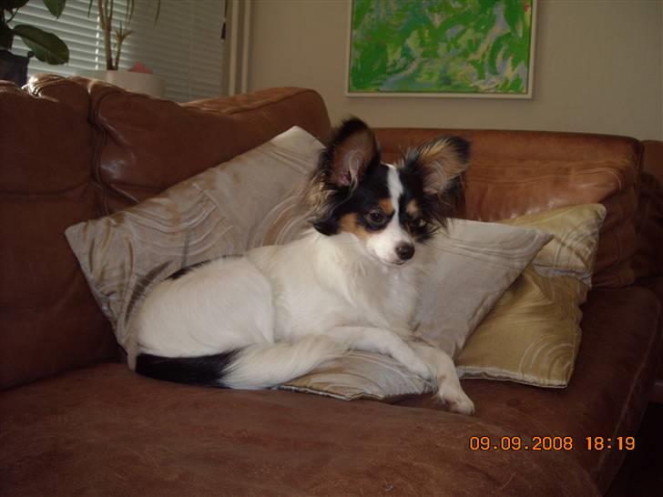 Papillon Betty billede 11