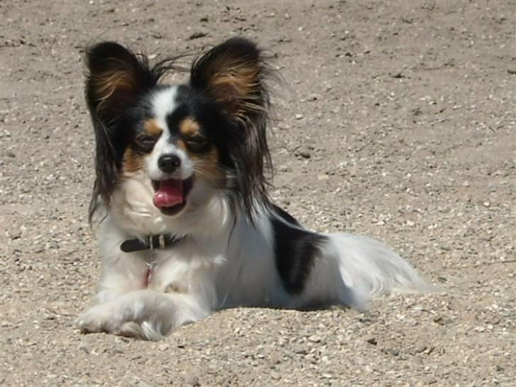 Papillon Betty billede 12