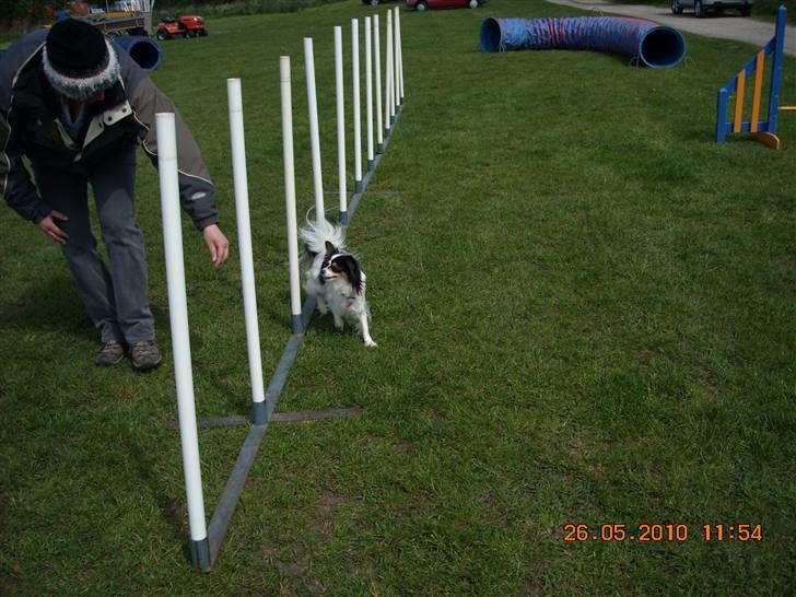 Papillon Betty - slalum-agillity billede 13