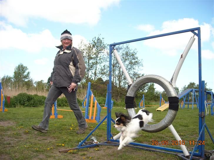 Papillon Betty - betty igennem dækket-agillity billede 14