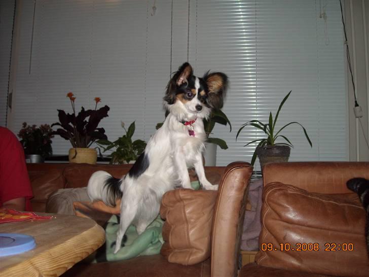 Papillon Betty billede 15