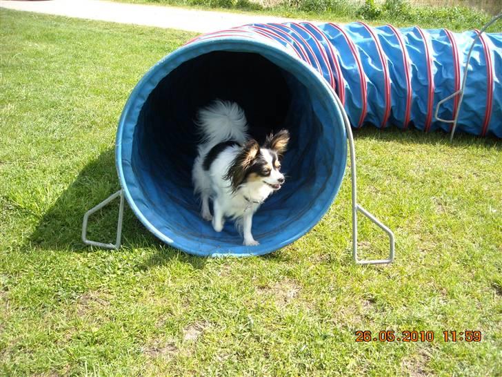 Papillon Betty - tunnel-agillity billede 16